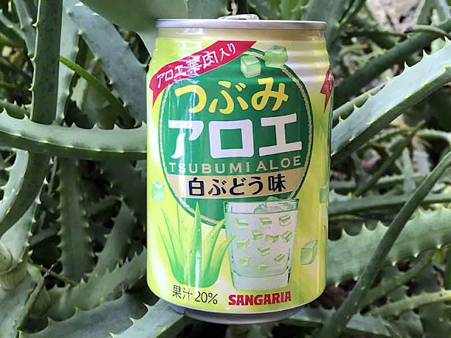 Can of aloe juice in Japan resting on aloe plant