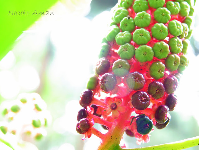 Phytolacca japonica