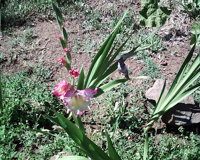 hummingbird flying next to pink flowers