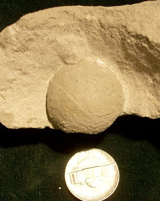 Fossil Tortoise egg