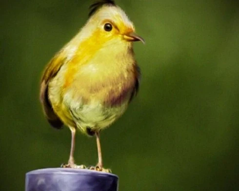 Real-Life-Angry-Birds-003