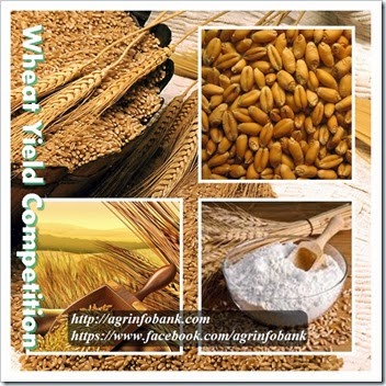 Wheat Yield Competition