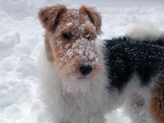 Wire Fox Terrier Dog