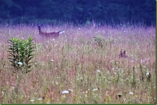 D2018-07-11 29- Cades Cove Walk -  Coyote moves closer