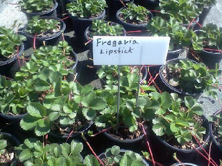 Ornamental Strawberry