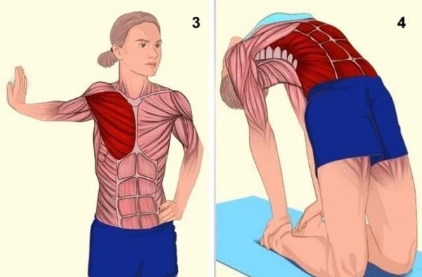 Pectoral muscles Stretch