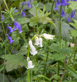 White-flowered English Bluebell, Hyacinthoides non-scripta.  Spring Park, 28 April 2014.