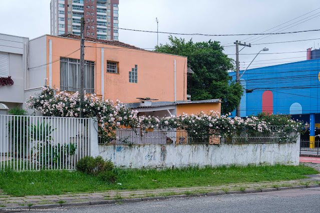 Uma roseira com muitas flores