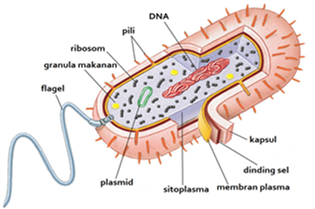 struktur bakteri