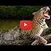 Leopard vs Giant python Most Amazing Wild Animals Attacks (Video inside)