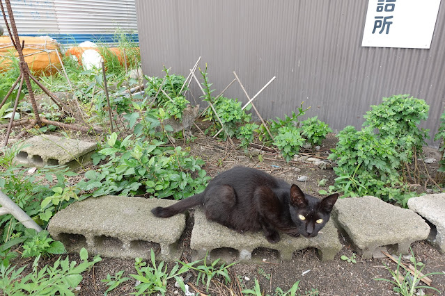 泊地の詰所に猫がいました