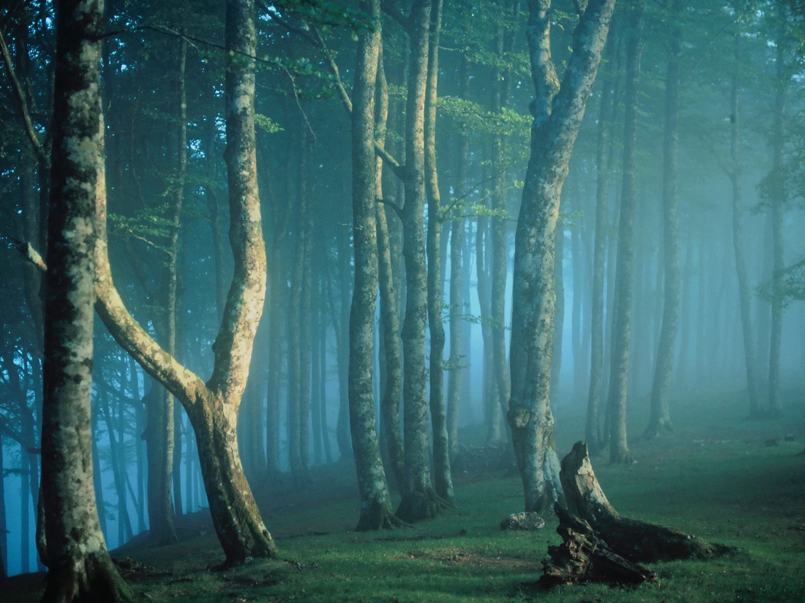 Beautiful Forest Scene