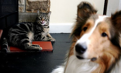 Cat And Dog Photobombing Each Other Seen On  www.coolpicturegallery.us