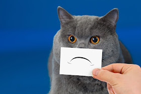 Gray cat with a sad face. Photo via Adobe Stock.