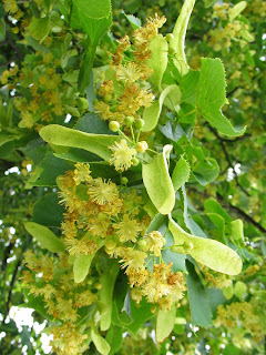 Tila,Linden Blossom,tilia cordata,flor de tilo,colonias,perfumes,fragancias,olor,olores