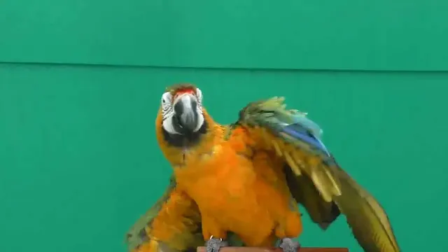 best talking parrots