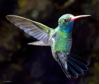 Humming Birds on Quigley S Cabinet  Hummingbirds