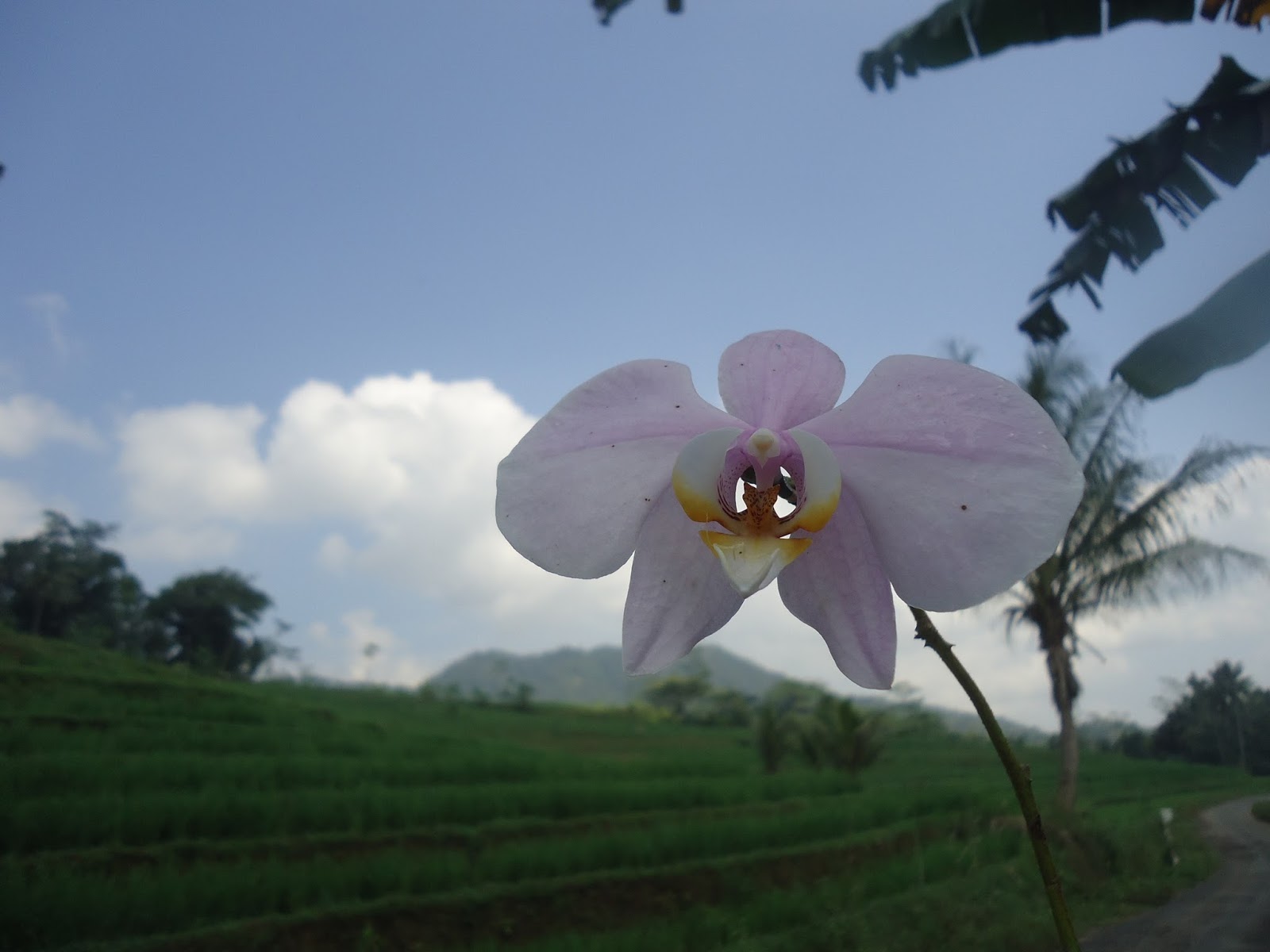 Wallpaper Bunga  Anggrek  Bulan Putih Ungu  Dan Lautan Hijau 