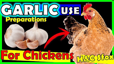 garlic in poultry