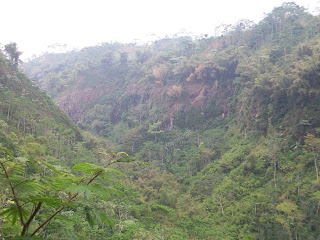 Sikopel around the planting site