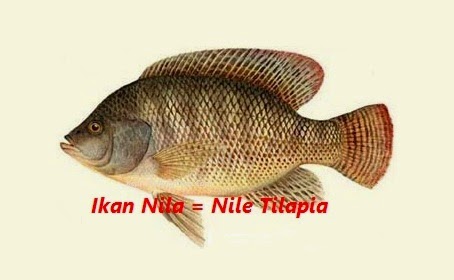 Ikan Nila Atau Tilapia