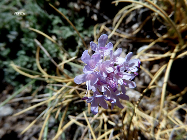 Lomelosia pulsatilloides. Sierra Nevada