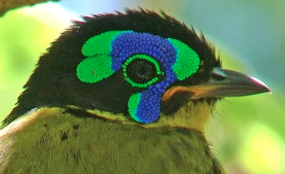 Schlegel's Asity (Philepitta schlegeli