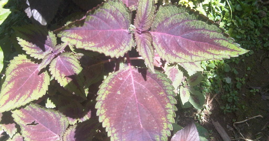 Manfaat Jawer Kotok (Coleus hybridus)