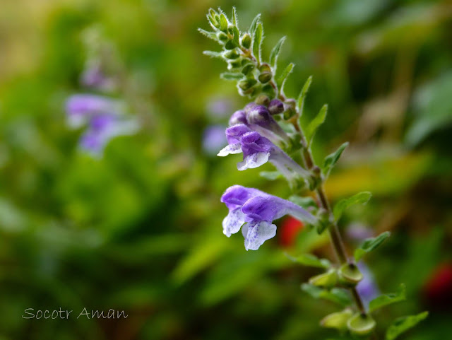 Scutellaria pekinensis