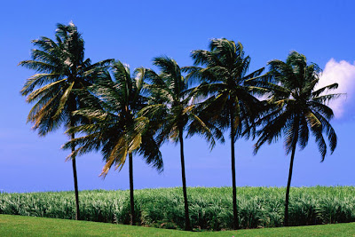 Coconut Tree  Image