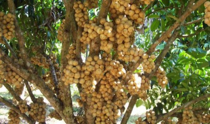 You Know You're From Bacolod, Philippines If...nanamitan ka magkaon sang fuerte katam-is nga Lanzones (you like eating very sweet Lanzones), especially the 'Concepcion' variety! :-)