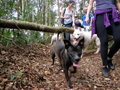 Patas 15 (146)