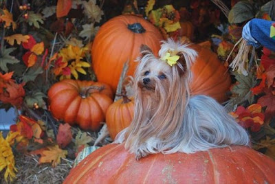 TheJungleStore.com Blog | Yorkie In Pumpkin Patch