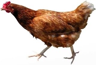 Foto de gallina de perfil - Animal doméstico