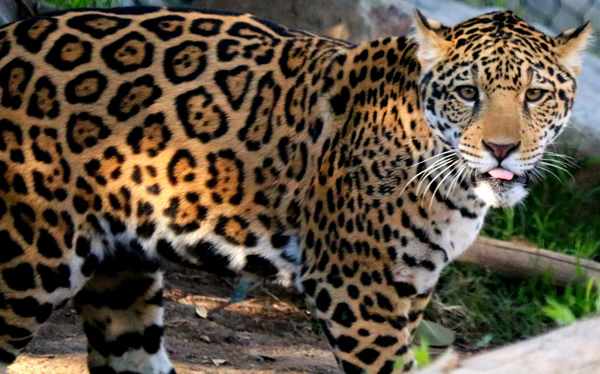 Jaguar