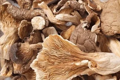 Buy oyster mushroom powder online