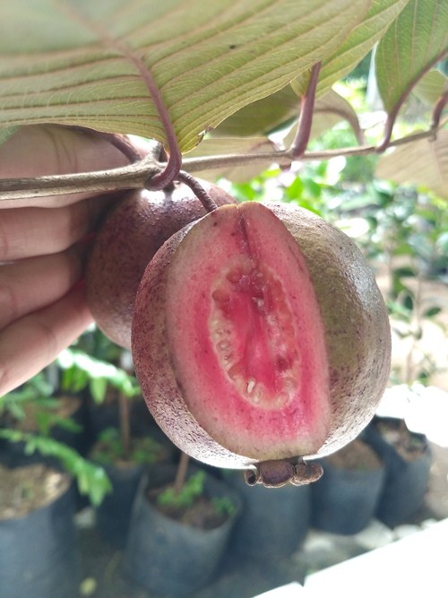 bibit pohon jambu biji merah australia harga murah siap kirim Sabang