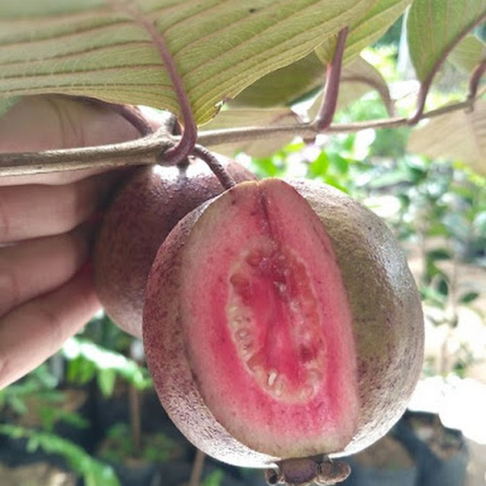 Bibit Jambu Australia