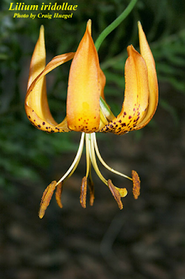 Лилия радужная (Lilium iridollae)