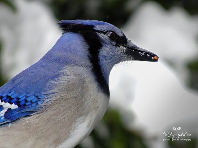 Blue Jay Photo