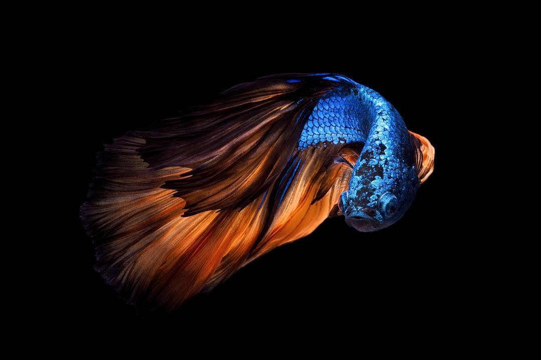 Betta Fish Wallpaper Ikan  Cupang Hias Koi Plakat Fancy 