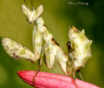 macro photography using extension tubes