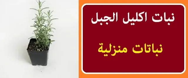 "النباتات التي تزرع في المنزل" "أغلى النباتات الطبية" "أفضل 10 نباتات طبية" "نباتات عطرية طاردة للحشرات" "نباتات عطرية للبلكونه" "مواعيد زراعة النباتات العطرية" "أسعار النباتات الطبية والعطرية" "أنواع النباتات العطرية بالصور"