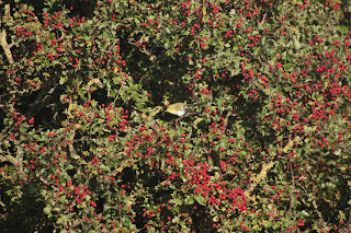 Wood Warbler