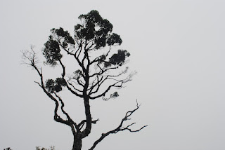 a single tree with rainy cloud