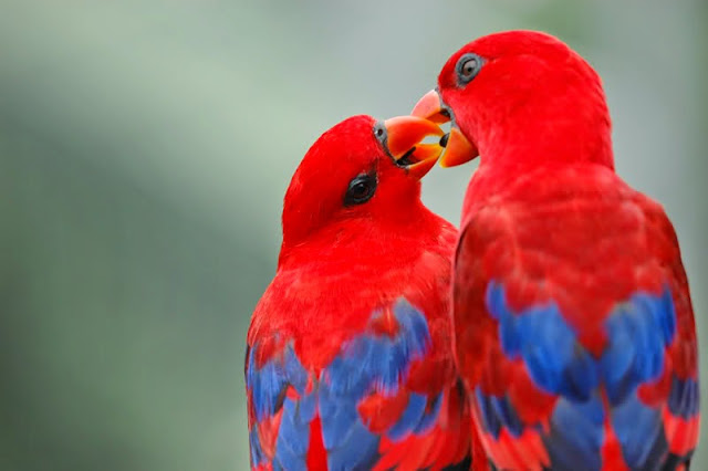 Love-birds-wallpaper