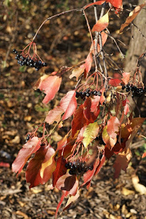 Viorne flexible - Alisier - Bourdaine - Viorne lentago - Viorne à manchettes - Viburnum lentago 