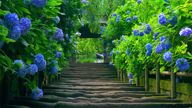 Beautiful Blue Flower Nature HD Wallpaper