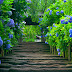 Beautiful Blue Flower Nature HD Wallpaper