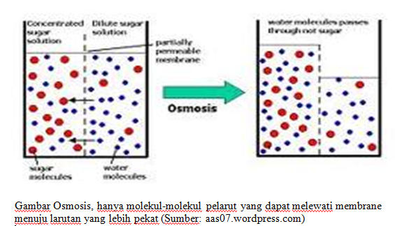 MEKANISME TRANSPOR PADA MEMBRAN: Transpor Pasif; Osmosis 